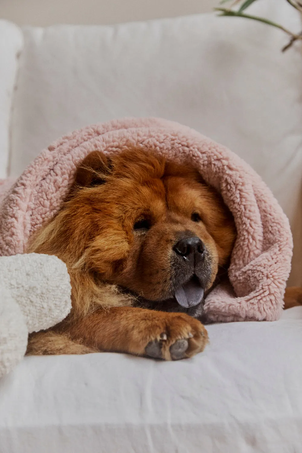 Pet Power Nap Bundle