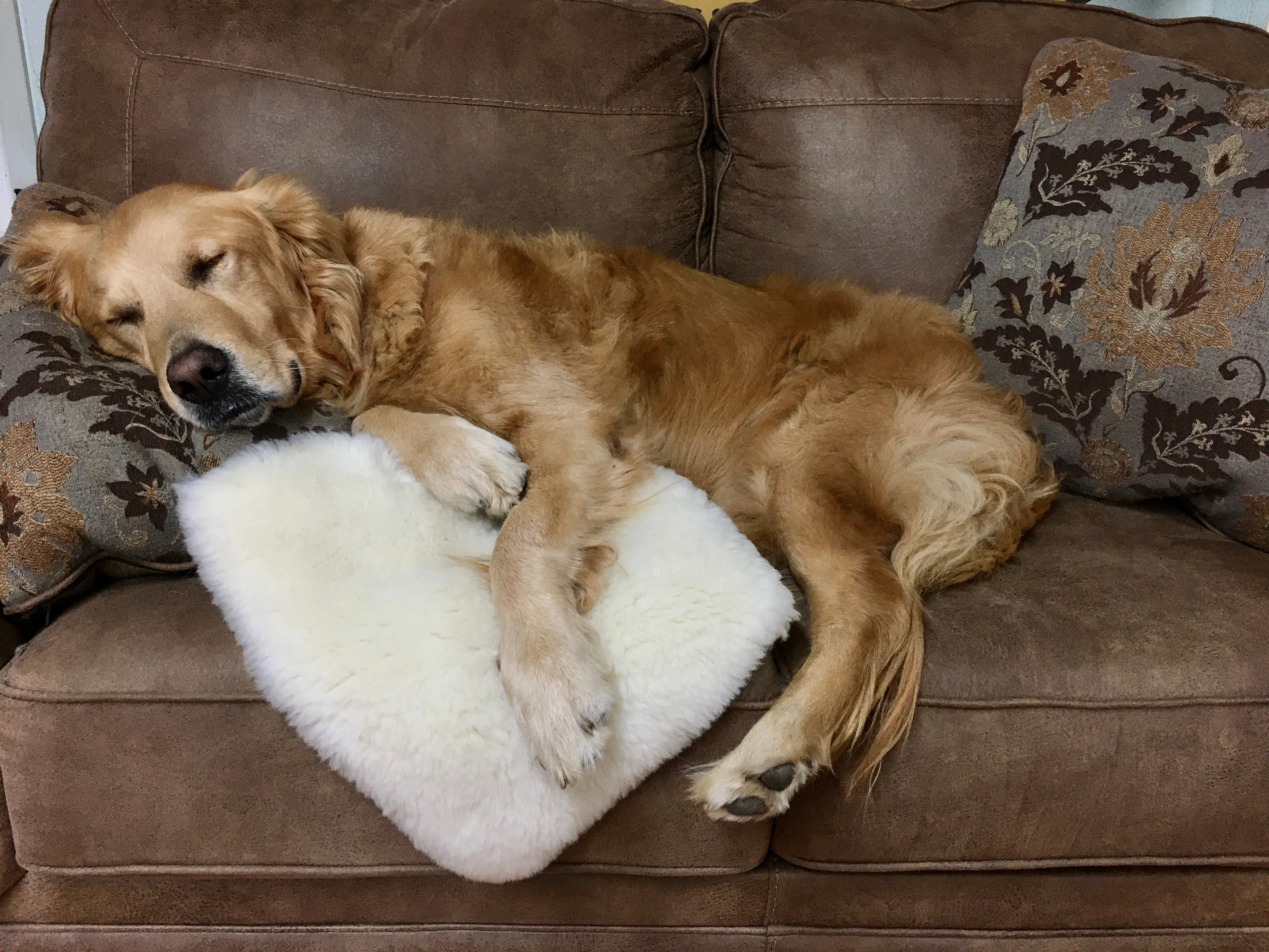 Sheep Wool Pet Beds