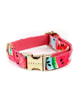 Watermelon Sugar Dog Collar